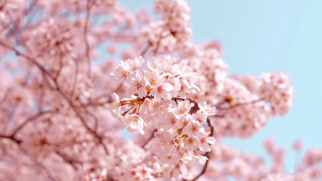 Pink cherry blossoms in full bloom against a clear blue sky