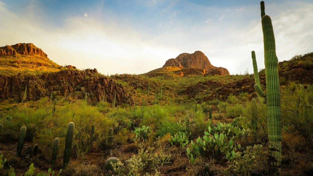 Saguaro cactus and desert rock at sunset, a dry Arizona landscape