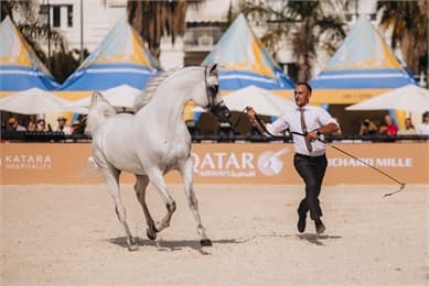 Global Champions Arabians Tour Las Vegas 2-4 October – VIP Tickets