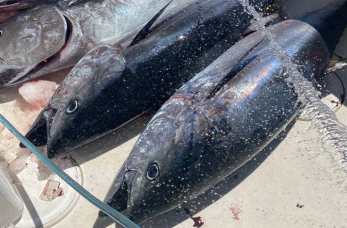 Catch tuna in the Adriatic during a floating culinary masterclass