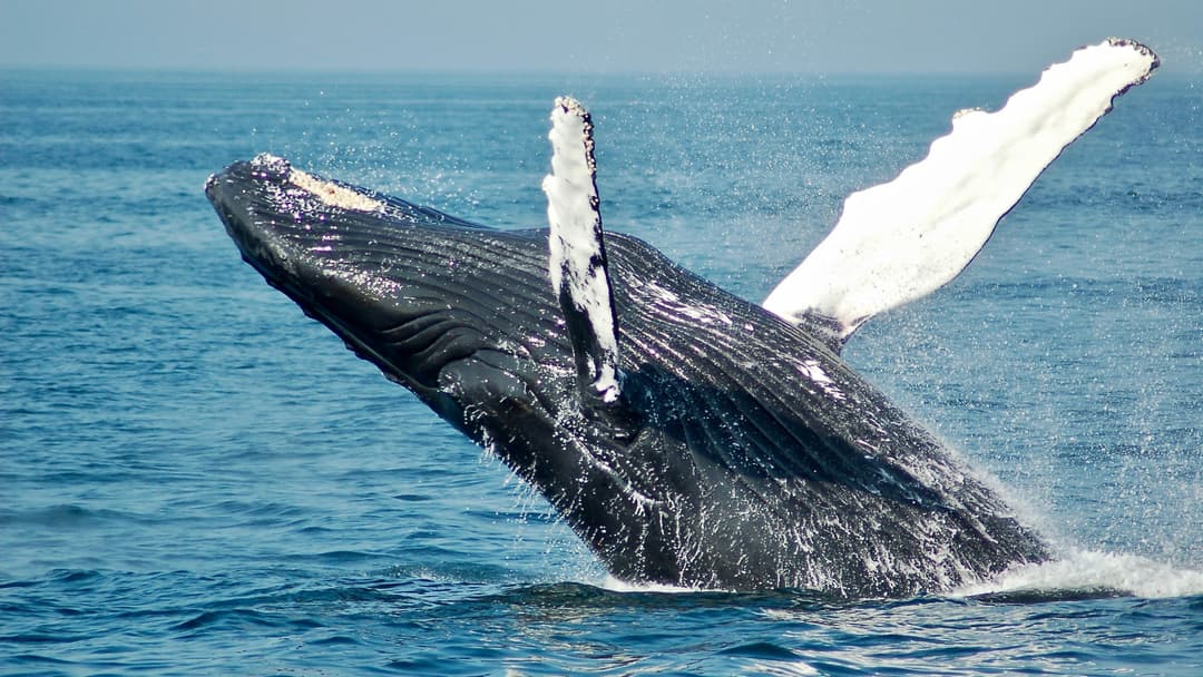 Newport Beach Whale Watching for Two