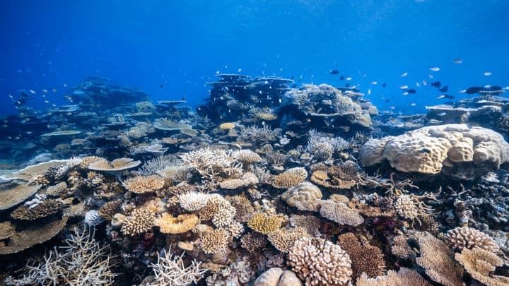 Reef Talk with Marine Experts