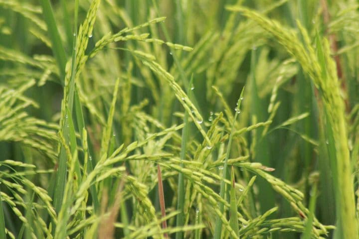 Plantations & Paddy Trek