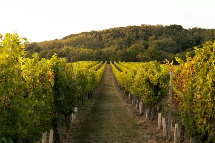 Winery Tours (Day Trip)