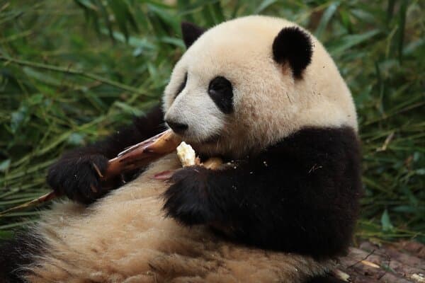 Hilton Chengdu Chenghua | Suite Connoisseur × Hilton Member Exclusive Customized Access to Chengdu Panda Base with Direct Private Car Transfer