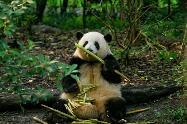 【Cozy Stay with Hua Hua】Hilton Chengdu Longquanyi Family Panda Package — Themed Rooms + Skip-the-Line Access + Mystery Boxes, Your Springtime Cuteness Fix!